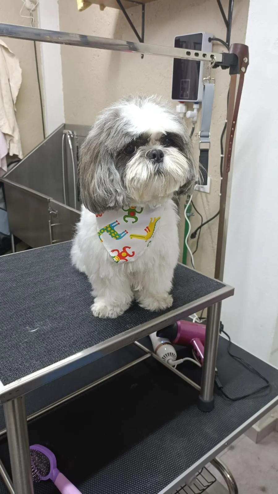 Grooming & Spa - imagen 7