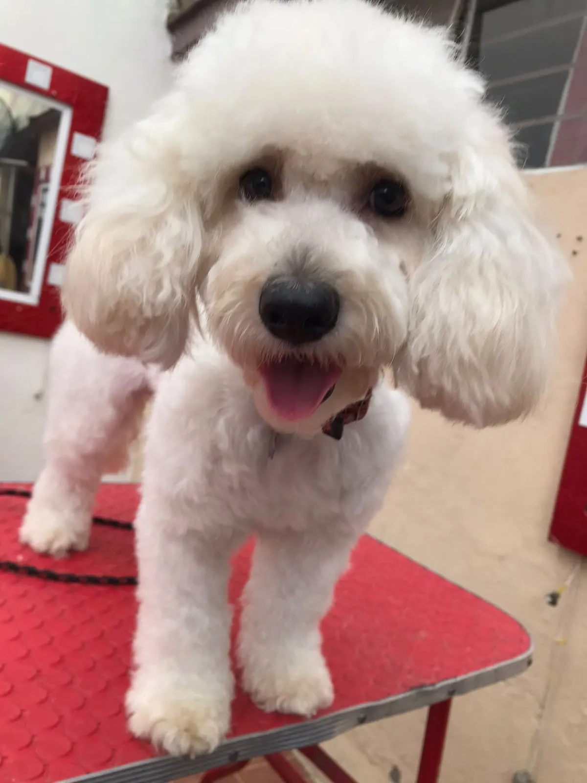 Grooming & Spa - imagen 8