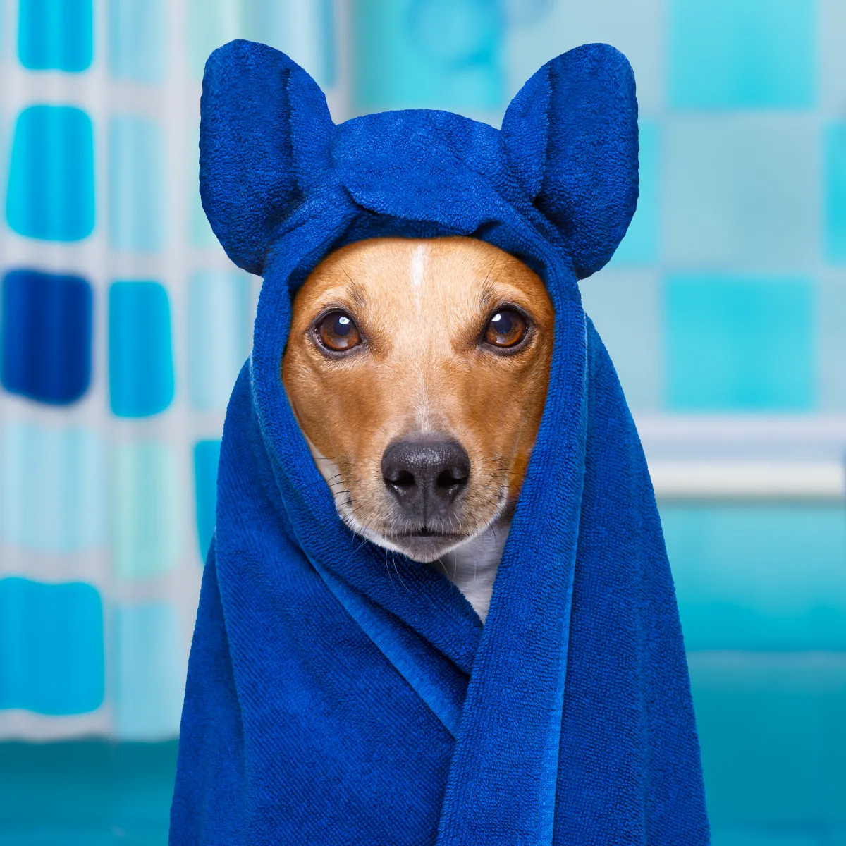 Grooming & Spa