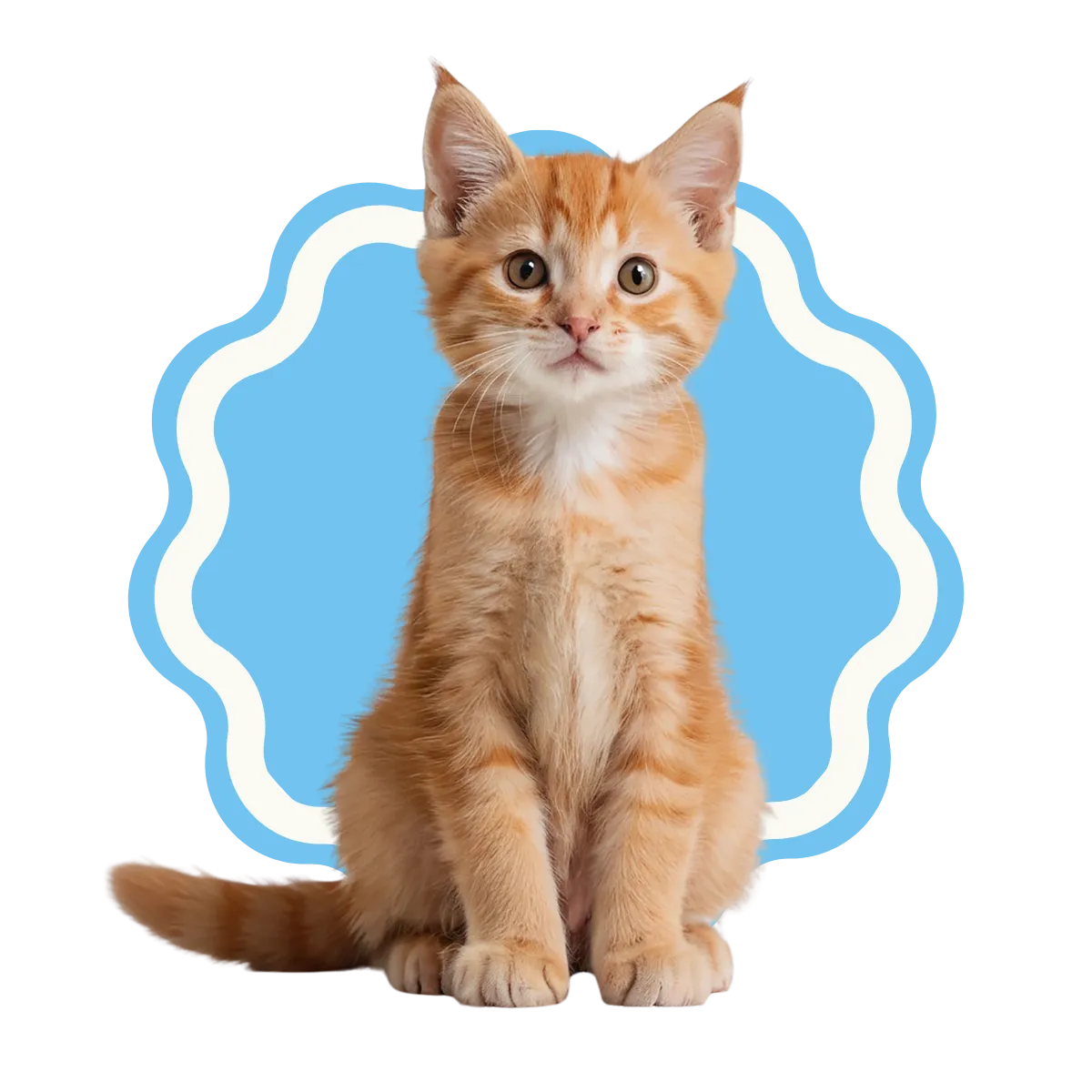 Gatito recién bañado