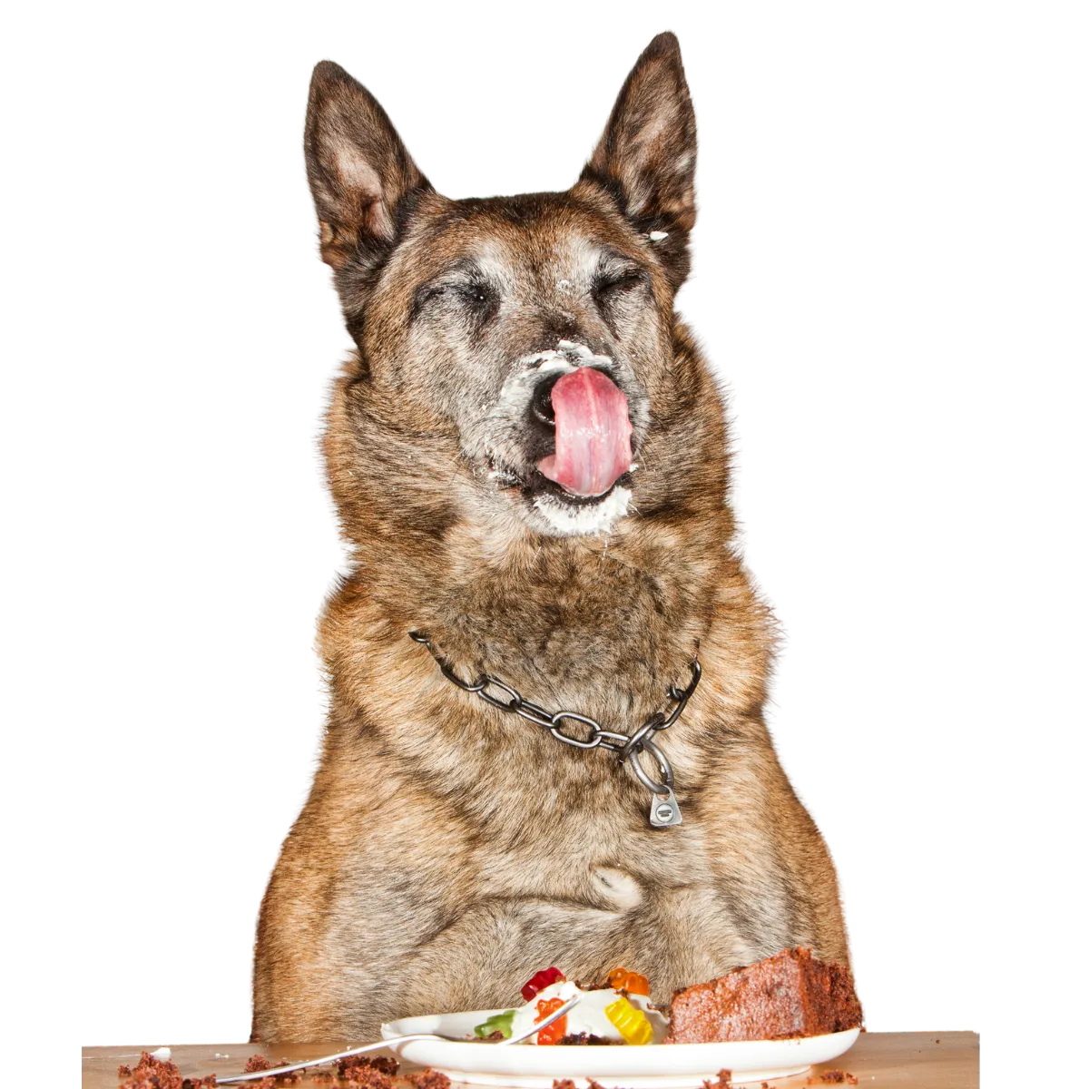 Perrito celebrando con su pastel natural